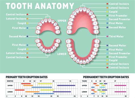 How Many Teeth Do Humans Have Kids V Adult Teeth