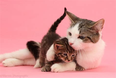 Adorable Mother Cat And Tabby Kitten On Pink Background Photo Wp42177