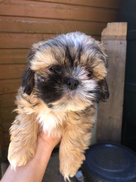 They are believed to have stemmed from the mating of the pekingese. 5 Beautiful Shih Tzu Puppies For Sale | Milton Keynes ...