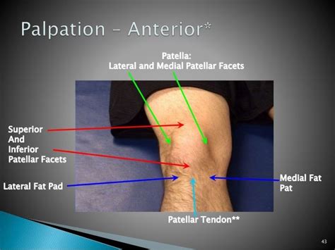 Mcl Anatomy Of Knee