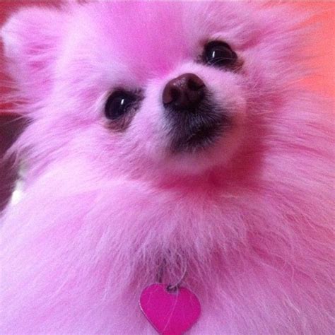 Pomeranian Fluffy Pink Cute Puppies Pets Lovers