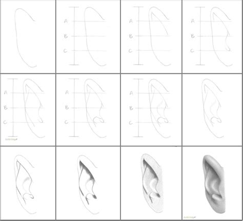 How To Draw An Ear From The Front In 11 Steps Rapidfireart