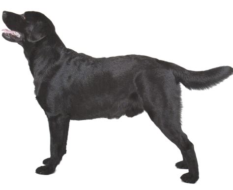 Labrador Retriever Png Transparent Image Download Size 1000x816px