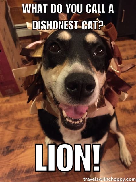 He leads the trompies' popular song, sweety lavo. Bad Jokes: Lion Edition - Travels with Choppy