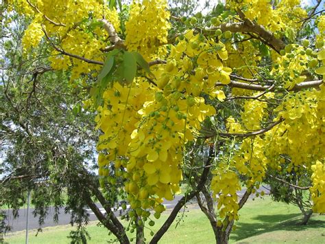 Cassia Fistula Uf Ifas Assessment University Of Florida Institute Of Food And Agricultural