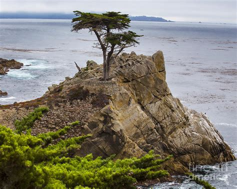 The Lone Cypress 17 Mile Drive California Photograph By Tn Fairey
