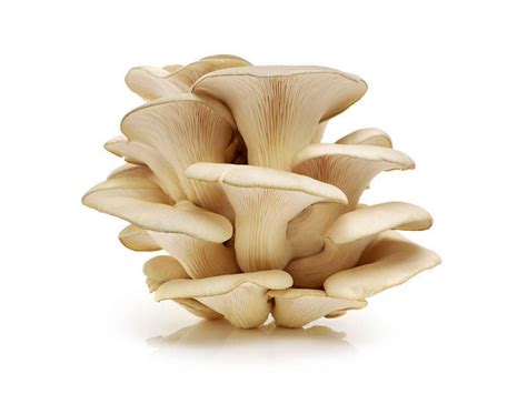 Buy Pleurotus Florida White Oyster Mushroom