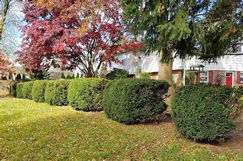 There's no need to settle for green when you can have gold. Best Evergreen Shrubs For Front Of House | Best Car