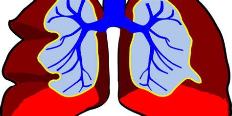 Video zur anatomie des atemsystems. 13. Atmungssystem - online-heilpraktikerschule-mv.de