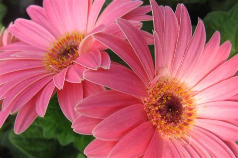 Gerbera daisies are sold as starts that can be placed right into a garden bed, but most varieties can also easily be grown from seed. Gerbera Daisies: Getting them to Rebloom - Tuttle Orchards ...