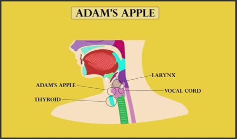 Adams Apple Is Aa Large Developed Voice Box In Malesb Apple Which