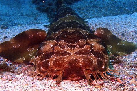 Guide To The Wobbegong Shark Shark Diving Unlimited