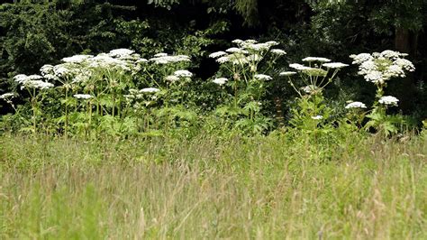 Giant Hogweed Virginia Officials Warn Of Invasive Plants Ability To