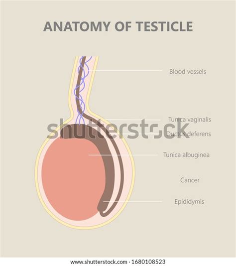 Testicles Anatomy Testicle Illustration Cross Section стоковая иллюстрация 1680108523