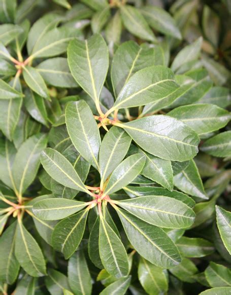 Pieris Japonica ‘scarlet Ohara Moon Nurseries