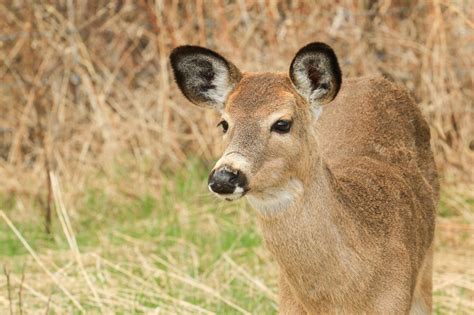 10 Whitetail Deer Facts That Hunters Really Need To Know