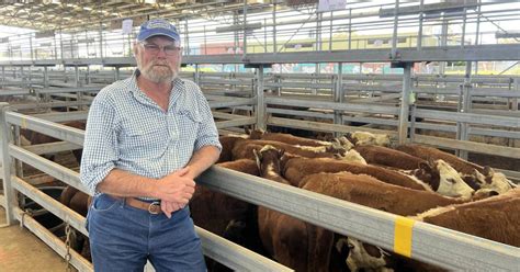 Sale Cattle Sell To South Gippsland Local Graziers During Market