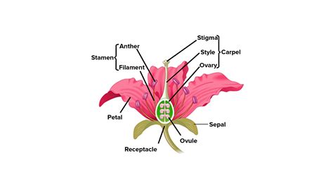 What Are The Different Parts Of Stamen And Pistil Show It