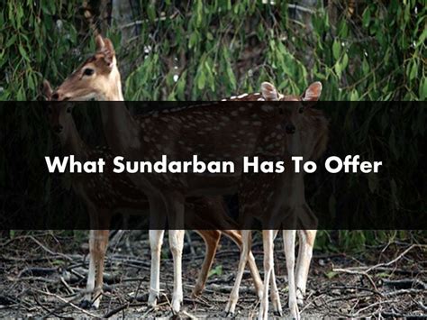 Incredible Sundarban What Are Some Interesting Facts About The