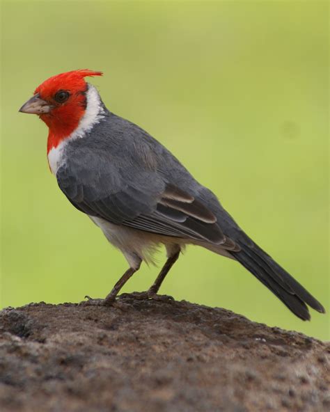 Red Crested Cardinal List Of Birds Birds World Birds