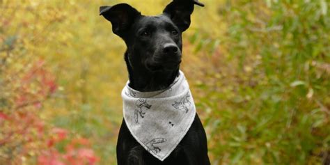 Bleeding esophageal or gastric varices. Why does my dog have bloody diarrhea? | FirstVet