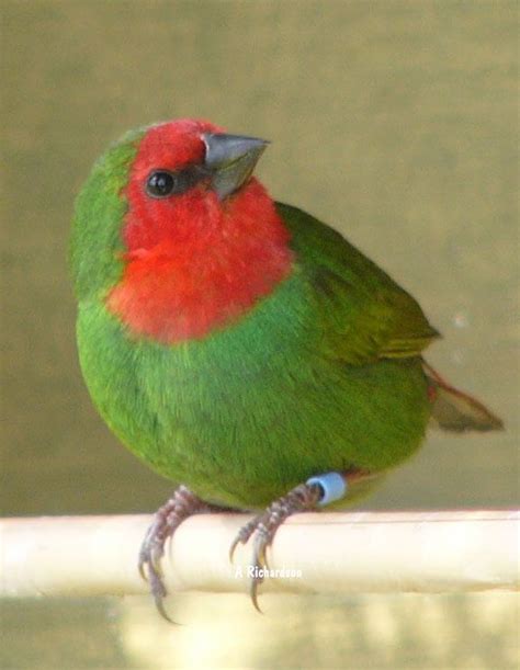 Red Faced Parrot Finch Hen Beautiful Birds World Birds Wild Birds