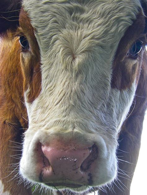 Inquisitive Friendly Cow Cow Eyes Cow Fluffy Cows
