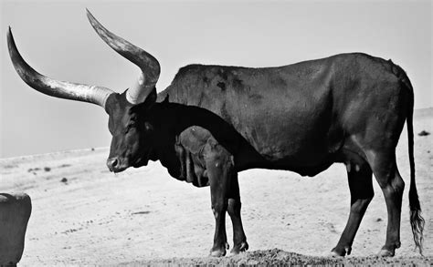African Long Horn Cow Safari Park San Diego Ca San Diego Safari