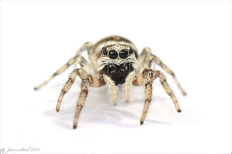 Maybe you would like to learn more about one of these? Jason Steel Wildlife Photography