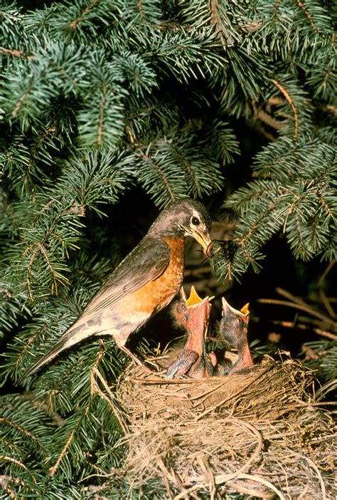 American Robin Archives Wild About Utah
