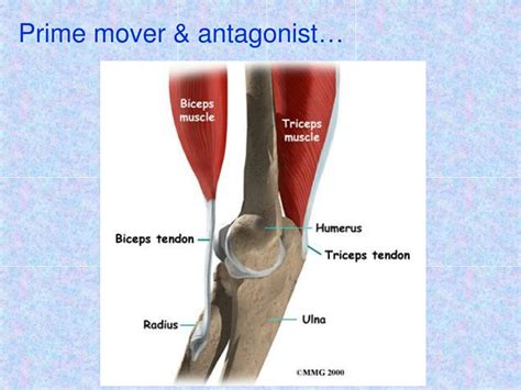 PPT - Naming muscles according to their action PowerPoint Presentation