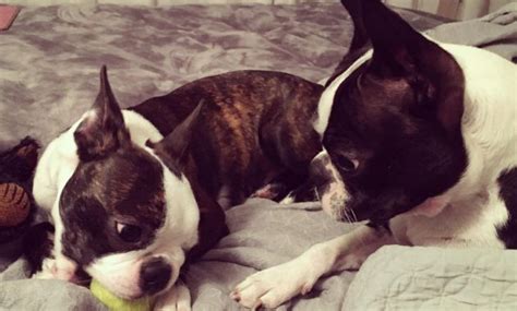 Maybe you would like to learn more about one of these? Boston Terrier Puppies For Sale Near Me Explained