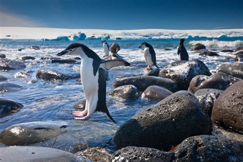 Can Penguins Jump Explained Wildlifefaq
