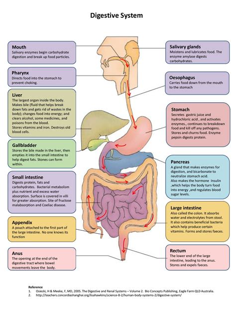 Chart Of The Digestive System