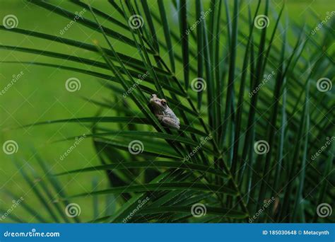 Little Speckled Cuban Tree Frog On A Green Palm Frond In Florida Stock