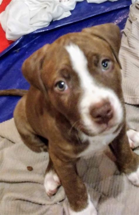 That's ready to go today. American Pit Bull Terrier Puppies For Sale | Walker Road, Tompkins Township, MI #317099