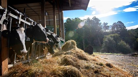 Small, 4 cow dairy dairy barn and milkhouse build according to plan #87. Cornell model helps dairy farms reduce nitrogen, save ...
