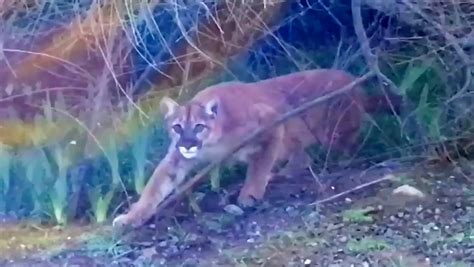 As Cougar Sightings Rise Does Oregon Have A Big Cat Problem