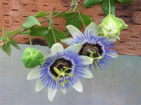 How To Grow And Care For Passion Flowers World Of Flowering Plants