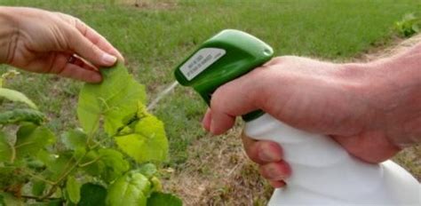 How To Control Aphids In Your Garden Insect Spray Horticultural Oil