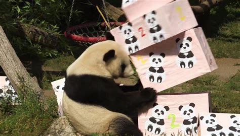 Giant Panda Twins Celebrate Second Birthday At Vienna Zoo Newshub
