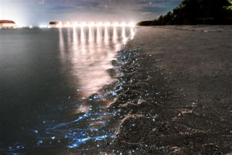 5 Must See Bioluminescent Beaches Around The World Tierone Travel