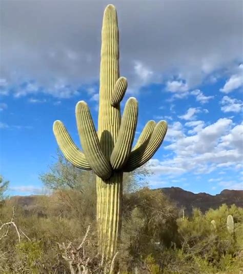 25 Hardy Giant Saguaro Cactus Carnegiea Seeds