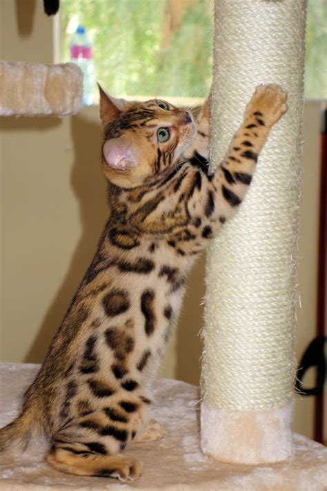 Beautiful Color Bengal Kitten Bengal Kitten Asian Leopard Cat