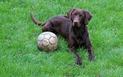 Allevamento bassotti pelo corto e pelo lungo cioccolato e arlecchino cioccolato. Cani che non abbaiano: quali sono le razze di cani più ...