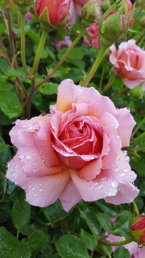 Rosa Rosada Pink Rose Flores Flowers Pretty Flowers Flowers
