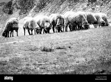 A Flock Of Sheep Grazing On The Field Black And White Photo Stock