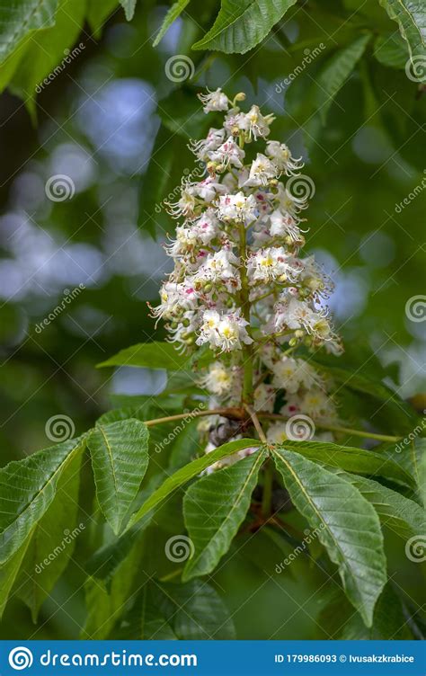 Aesculus Hippocastanum Horse Chestnut Tree In Bloom Group Of White