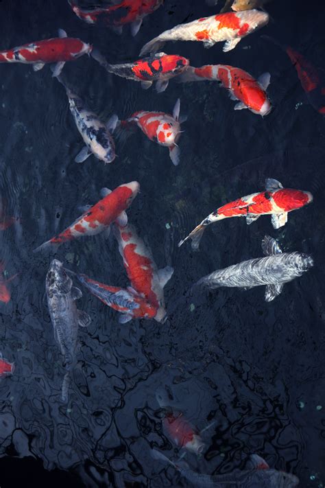Free Images : red, fish, extreme sport, painting, ink, koi, china wind