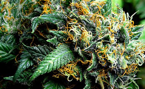 • masks made mandatory as delta strain spreads in nsw and qld. Kopasetic Kush (Delta 9 Labs) :: Cannabis Strain Info